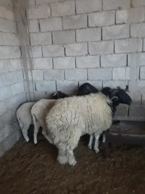 كبش فحل برقاوي سنه رباع