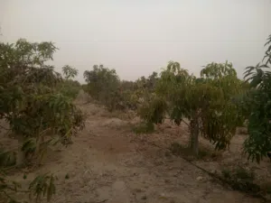للبيع خمسة  فدان مانجو فى السويس