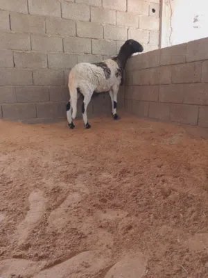 نعجة عشرة ....