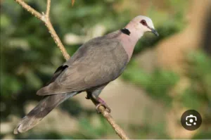 للبيع انثى كوسوفو