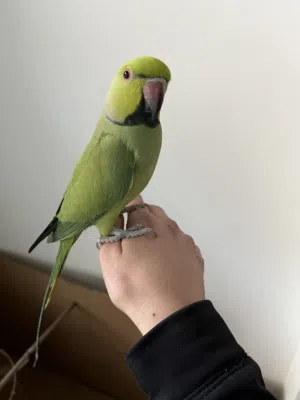 جوز ببغاء دره اليف