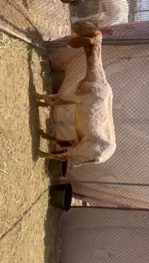 للبيع جاعده هنديه بيور
