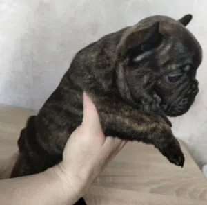 pretty French bulldog