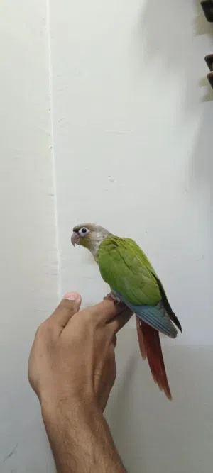 للبيع كنيور أليف جداً