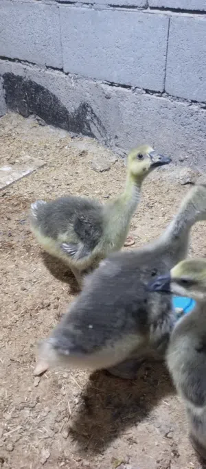 بط كوبره عمر 35 يوم بصحه جيده أقره الوصف