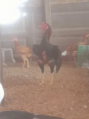beautiful chicken