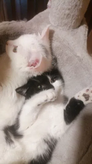 كتن تبني عمر 4شهور متعودين على التربوكس أكلهم دراي فود