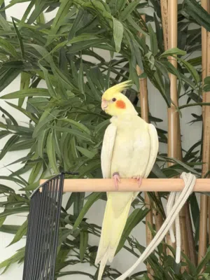 Lovely Cocktail parrot 4 months old red eyes