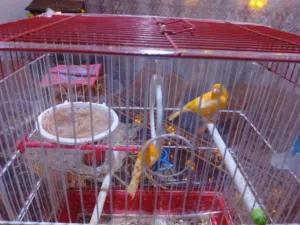 عصافير كنار جوز ذغالات مع قفص