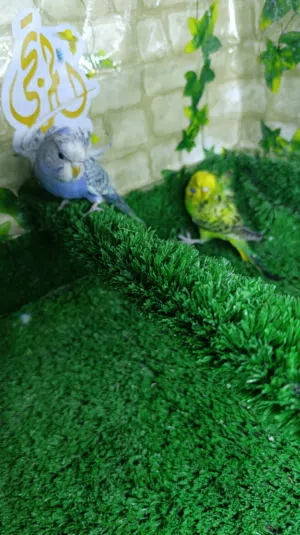 متاح زوج هاجرمو جاهزات من انتاجي