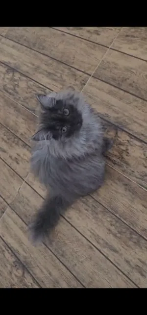 قطه للبيع أنثى العمر 3 شهور هاديه مرحه أمورها طيبه وصحتها ممتازه