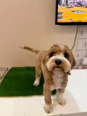 Maltipoo Adult and maltipoo puppy and shitzu puppy