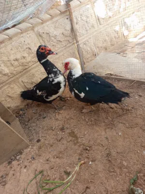 جوز بط مسكوفي شغل انتاج صحه ممتازه تعال و شوف عمر سنه تقريبا