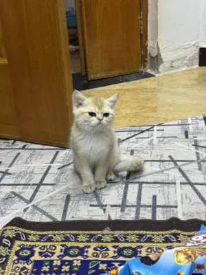 سكوتش عدد ثنين