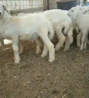 للبيع طليان حريه العدد 30