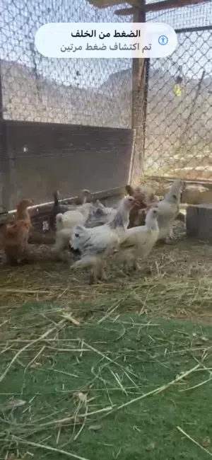 دجاج كوشن للبيع اللون الابيض و الاحمر الحبه ب 4 ريال الموقع السويق