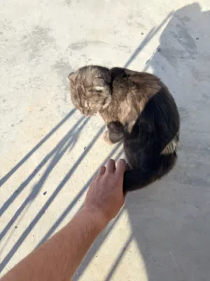 للبيع الموقع القويسمه