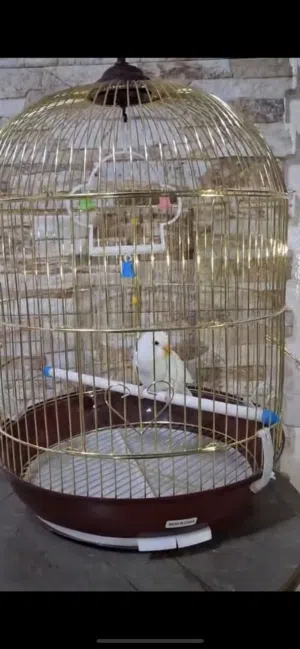 فرخ لوفبيرد ربوه
