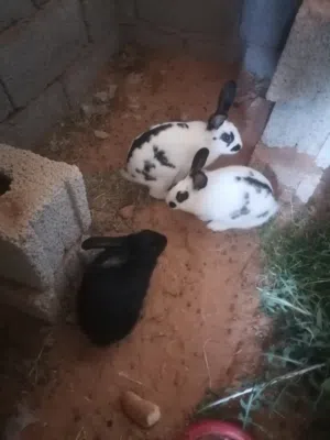 ارانب للبيع 2 انتي وذكر