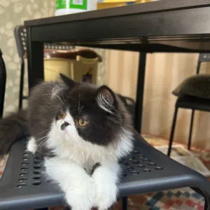 A.K 