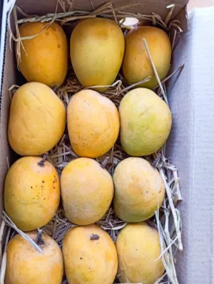 Alfonso, Hafus, Kesar Mango Box