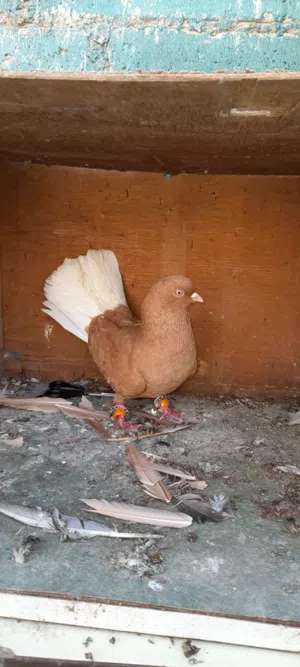 جواز جميلات للبيع