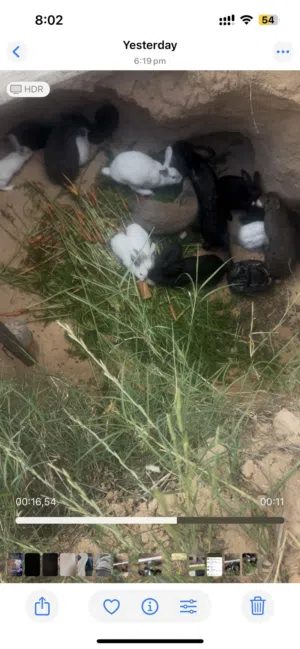 ارانب للبيع