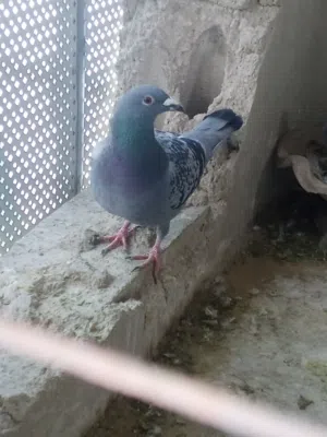 طيره للبيع فيها رده