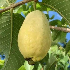 متوفر كمية من البذور   فاكهة الجوافة  A quantity of seeds is available. Egyptian guava fruit seeds.