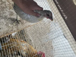 للبيع ديج ودجاجه