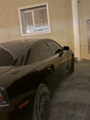 للبيع دواج