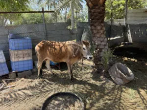 ثيران اثنين للبيع