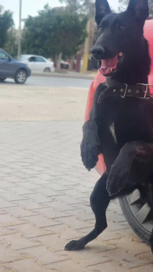 انتثى مالينوا مكسيكية حاجة من نوادر الوان و عصب و صرفتها ايام هذينا بيع بأعلى سعر صاحبي الواتي