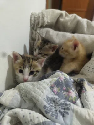 قطط للبيع متنوعه