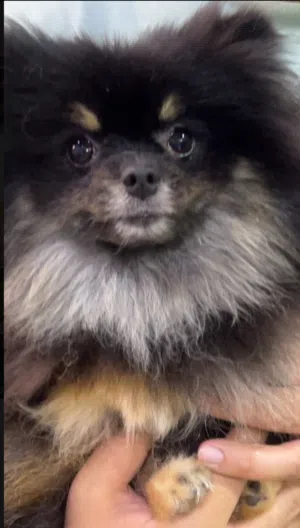 كلب بومرنين ذكر عمره سنه