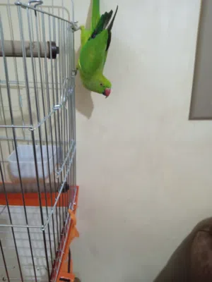 ببغاء درة هندي بالصلاة على النبي