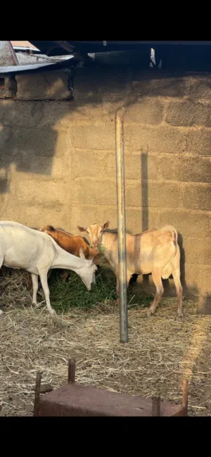 للبيع أغنام صلاليات