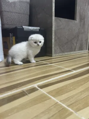 سكوتش تريبل فولد وستريت