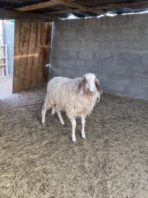 عينك علي زين جاعده كشميريه بكر صغيره سن