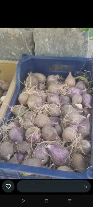 ثوم ذكر جبلي اصلي