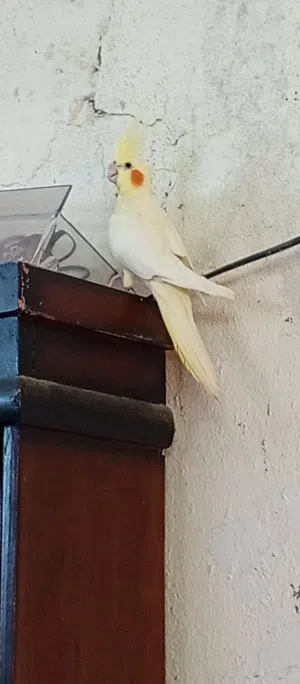 parrot الببغاء