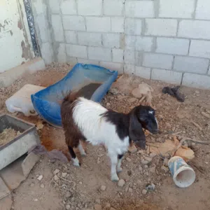 وصخال بصلاة على النبي