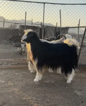 جدايه حولي سنتين وحوالي سنه