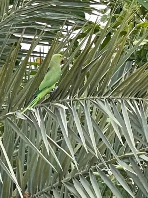 ازواج متوه منتجه