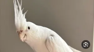 فحل كوكتيل البينو أبو فراخ