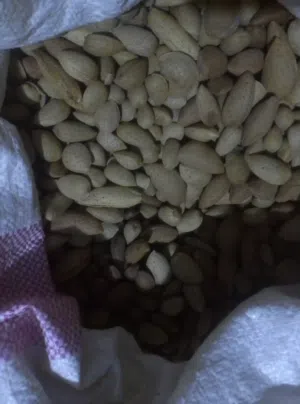 لوز حلو ناشف