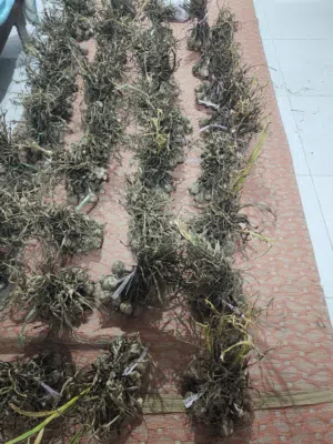 ثوم عماني للبيع