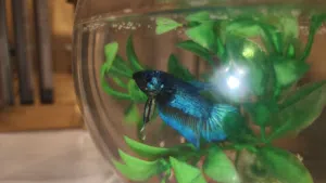 سمكة فايتر مع حوض وشبكه