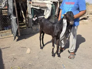 البيع او المبادل بي مايناسب تيس حجاري و شاه باكستانيه  منتجات وسمان ماشاءالله