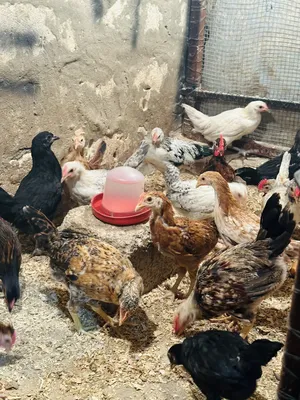 Chickens2